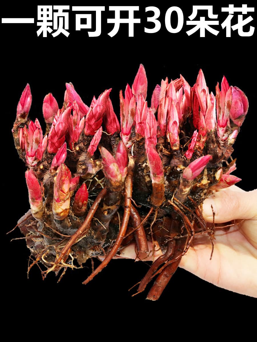Double Peony Seedlings with Buds and Roots, Perennial Flowers for Balcony Potted Plants, Garden Blooms, Wholesale Resistant