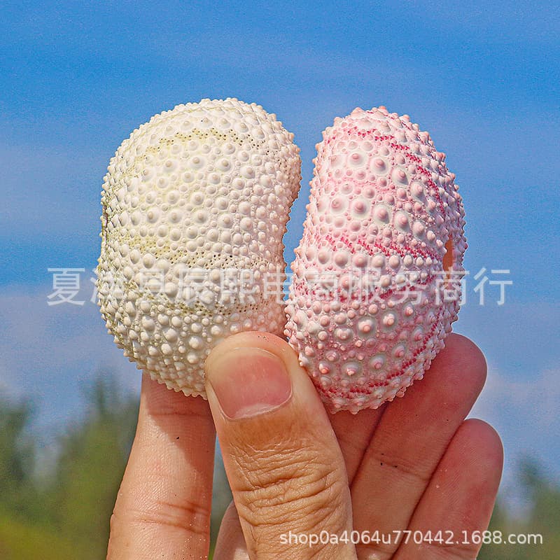 Natural Shell Conch Pink Dream Sea Urchin Shell 4 to 5 cm Specimen Air Plant Home Decoration Ornament