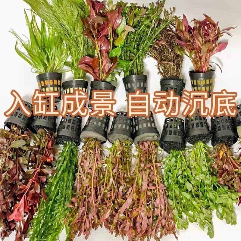 Aquarium Low-Maintenance Aquatic Plants Bundle for Freshwater Planted Tanks - Mid to Background, Includes Egeria Densa