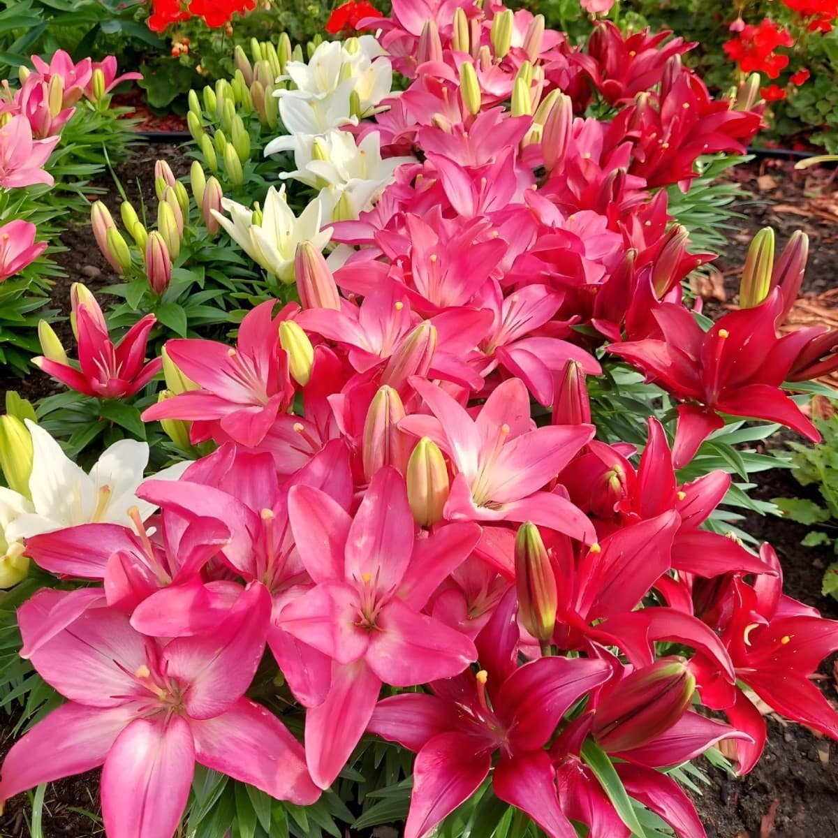 Imported Oriental Lily Bulbs Extra Large Bulbs Bloom Year-Round Easy to Grow with Roots and Sprouts Fresh Cut Lily Flower Bulbs