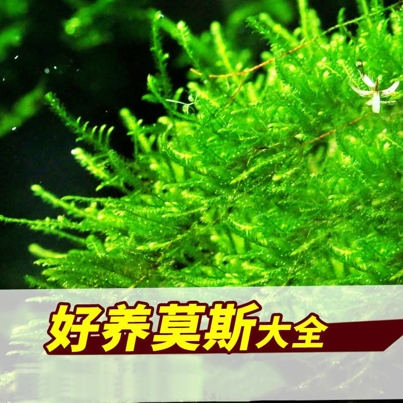 Aquarium Live Aquatic Plants, Water-Cultured Low-Maintenance Oxygenating Freshwater Beginner-Friendly Soil-Free Landscaping Moss Driftwood Anubias
