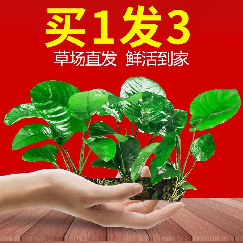 Aquarium Live Plants, Oxygenating Hornwort, Water Wisteria, Low-Maintenance Anubias, Driftwood Aquascaping, Beginner Moss Plants
