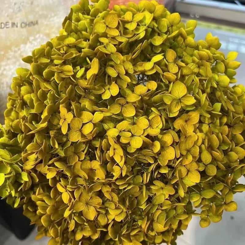 Immortal hydrangea dried flowers home living room decoration preserved flowers absorb color multi-leaf single Anna hydrangea dried flowers accessories