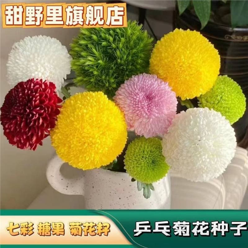 Colorful Ping Pong Chrysanthemum Seeds, Candy Chrysanthemum Seeds, Ball Chrysanthemum, Easy to Grow in All Seasons, Long Blooming Period, Candy-Colored Potted Flower Seeds