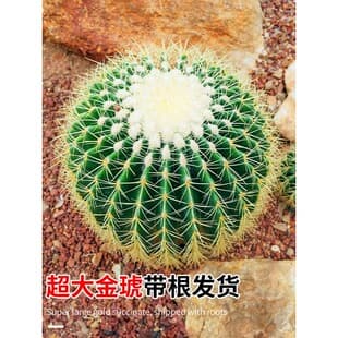 Large Golden Barrel Cactus Small Potted Plant Cactus Succulent Garden Green Plant Golden Barrel Kindergarten Easy Care