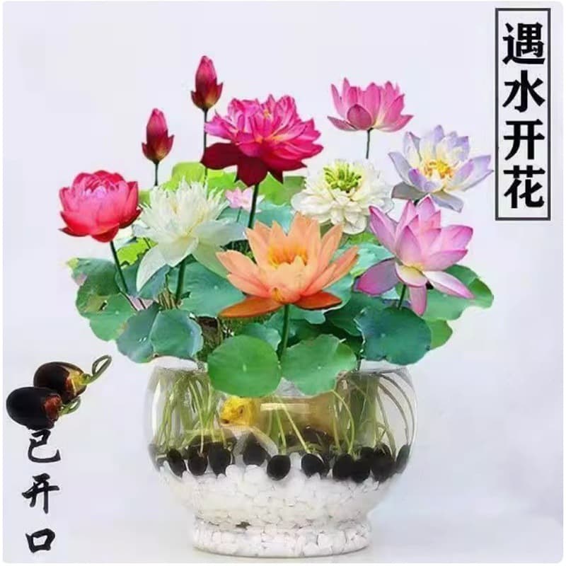 Open Bowl Lotus Water Lotus Hydroponic Flower Plant Easy to Grow Lotus Seeds Indoor Balcony Seeds Large Water Lily Seed Lotus Root