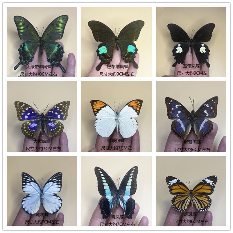 Direct Sale Real Butterfly Specimen Spread Wing, Green-banded Peacock Butterfly, Insect Beetle Kindergarten Teaching Science Exhibit