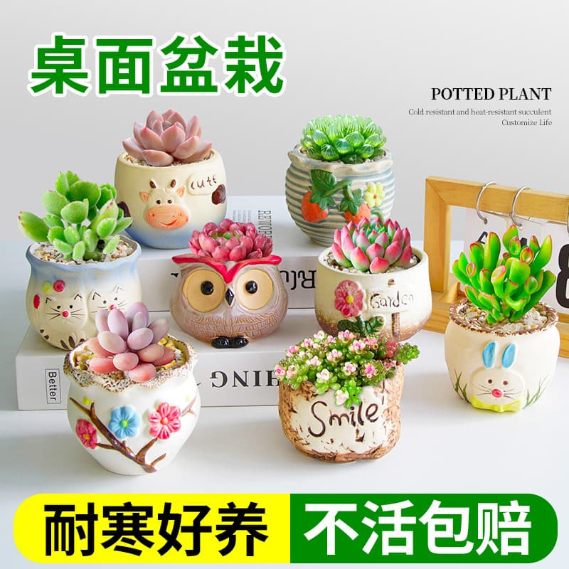 Assorted Succulent Small Potted Plants Indoor Large Easy-Care with Pot Set Premium Succulents Desktop Low-Maintenance Greenery