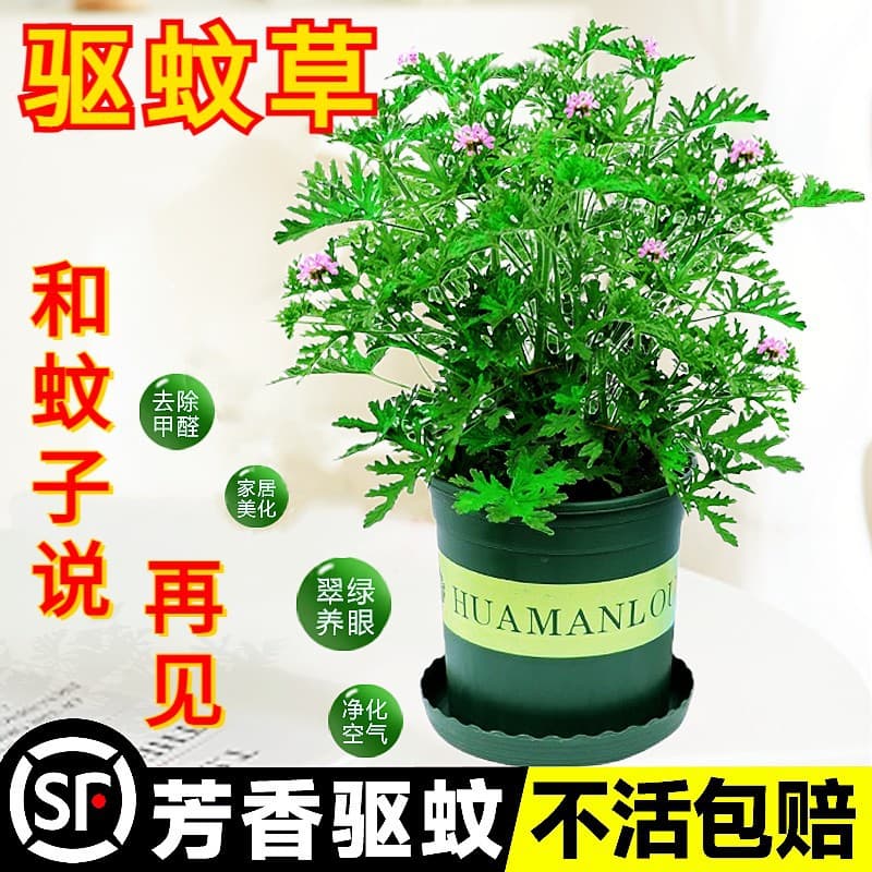 Mosquito-repellent plant, potted plant, outdoor and indoor greenery, mosquito-repellent seeds, garden scented geranium, flowering plant, mosquito repellent.