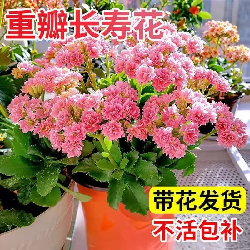 Kalanchoe Double-Petal Flower Seeds for Garden, Balcony, Indoor & Outdoor Planting, Four-Season Bloom