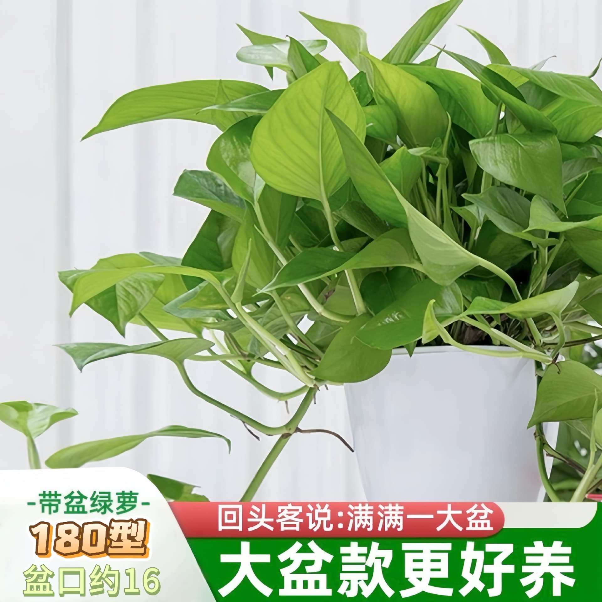 Green Ivy Potted Plant Indoor Houseplant Easy Care Flowers Greenery Living Room Absorbs Formaldehyde Purifies Air Soil Cultivation