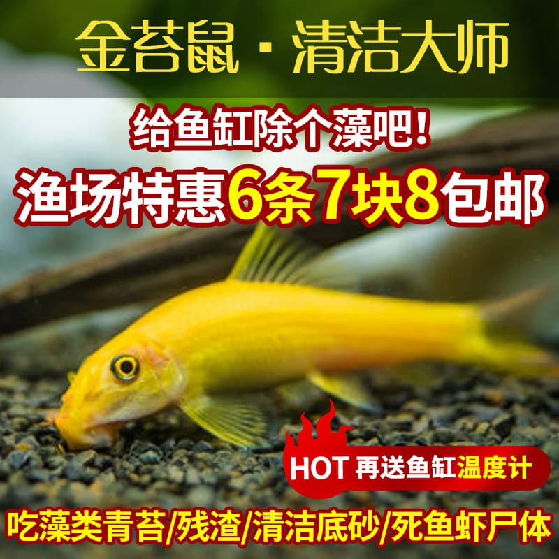 Chinese algae eater, golden algae eater, tropical ornamental fish, sucker fish, algae-eating fish, cleaning fish, live fish, tool fish