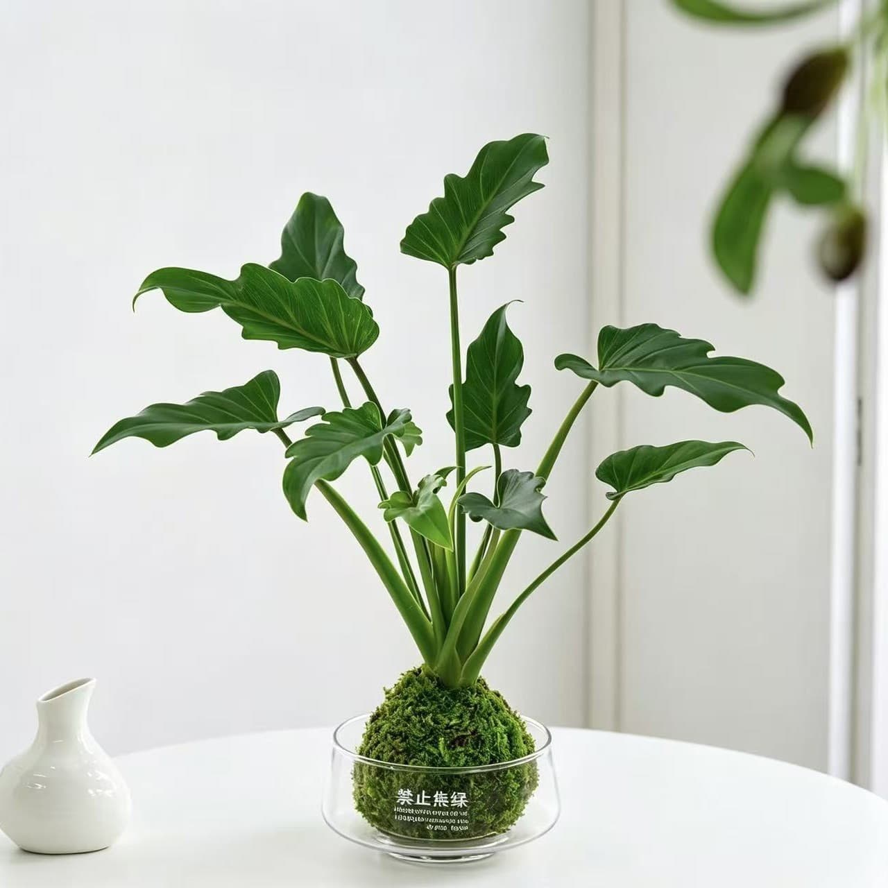 Moss Ball Green Plant Indoor Desktop Hydroponic Small Potted Plant Lazy Easy Care Zen Micro Landscape Coffee Table Ornamental Green Plant