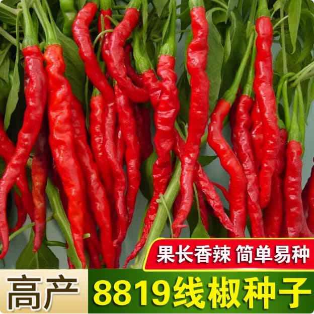 Chili Seeds - Rainbow Chili, Sweet Chili, Chili Pepper, Long Line Pepper, Bull Horn Pepper Vegetable Seeds for Four-Season Planting