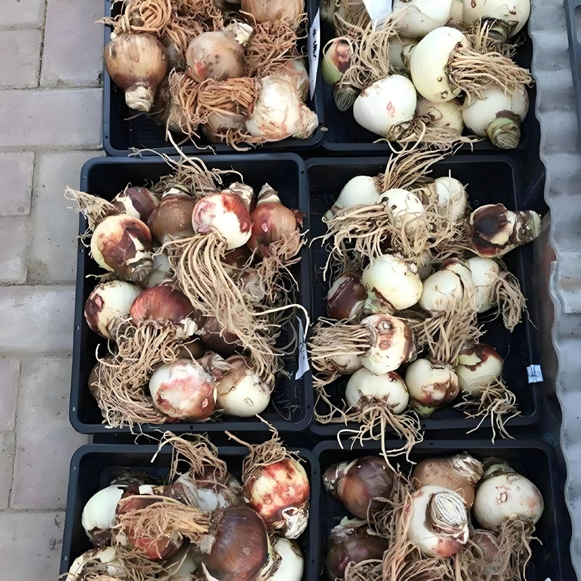 Amaryllis bulbs, imported double-flowered large amaryllis, multi-colored, blooms year-round, easy to grow for balconies and gardens.
