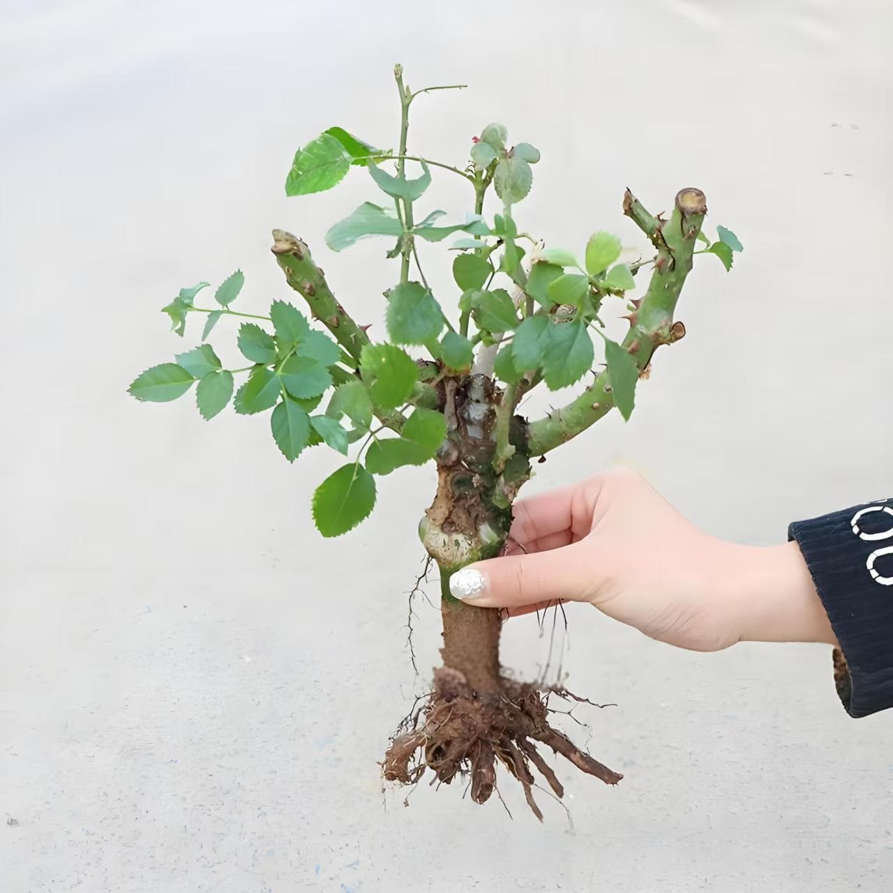 Rose Seedling Potted Plant Large Flower Green Plant Balcony Indoor Courtyard Easy to Grow Old Root Fragrant Rose Seedling