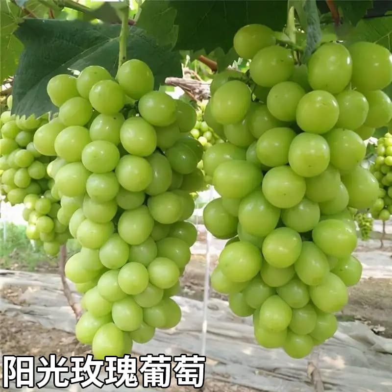 Grape Seedlings - Extra Large Kyoho Grape Vines, Sunflower Grape Seedlings, Climbing Fruit Trees for Northern and Southern Planting