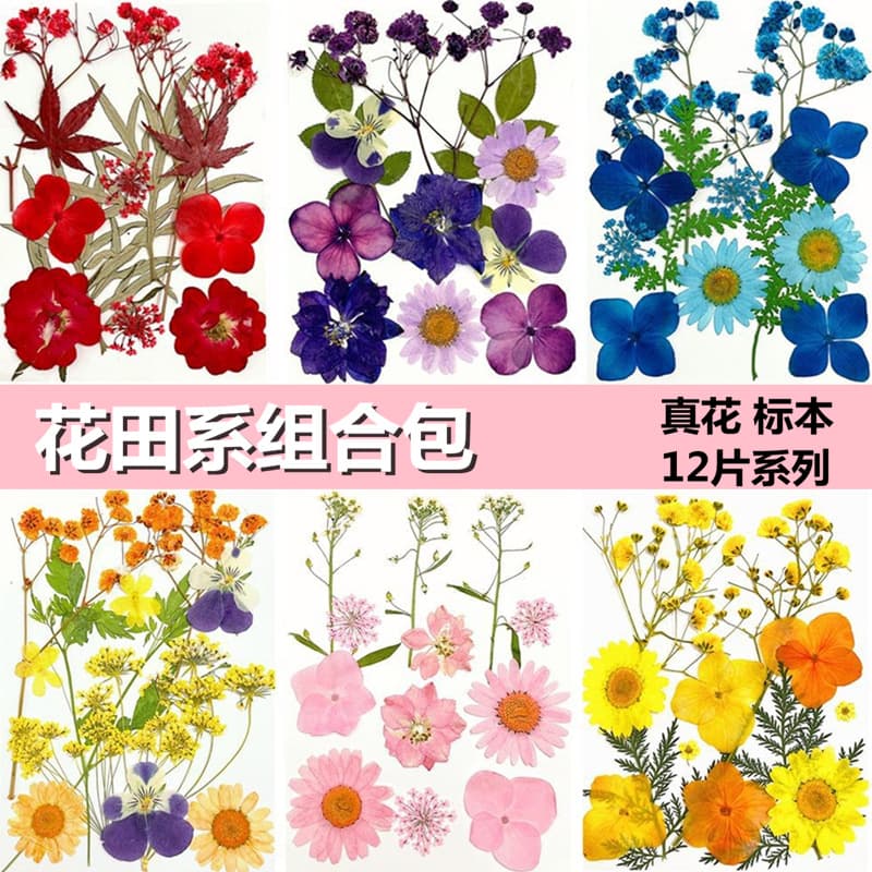 Pressed Flower Combination Dried Flower Material Pack Real Plant Specimen Pressed Kit For Diy Crafts Decorations