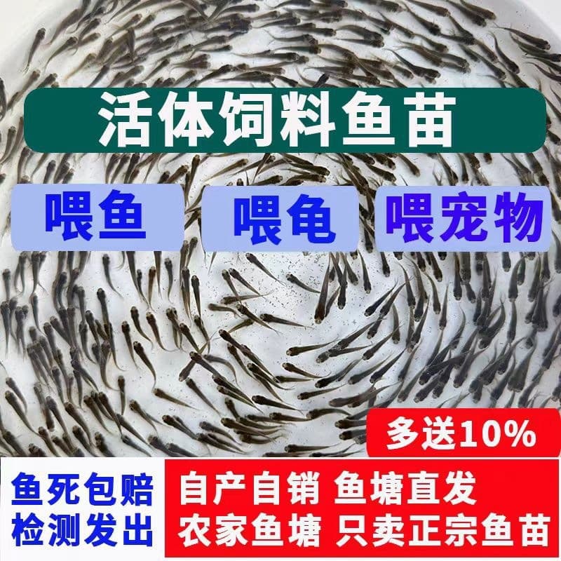 Zhejiang turtles eat small fry to feed turtle feed fish live fish mosquito fish wheat ear fish arowana betta fish pet fish