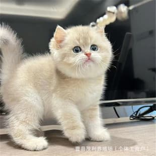 Blue Golden Kitten Live British Shorthair Blue Golden Cat Live Purebred Blue Golden Long Hair Munchkin Cat Lilac Golden Long Hair Cat Live