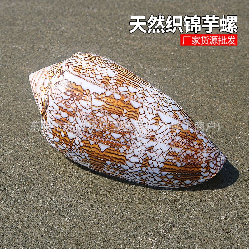 Brocade conch natural conch shell fish tank landscaping decorative ornaments collection specimen photography props vase snail wholesale
