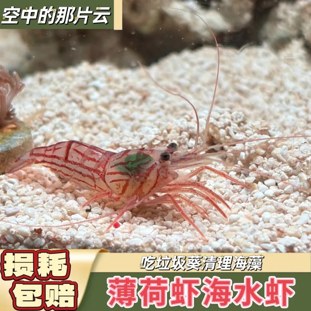 Mint Shrimp Wholesale Fake Saron Shrimp Yellow Spot Glass Shrimp Marine Ornamental Shrimp Cleaner Tool Algae Eating Glass