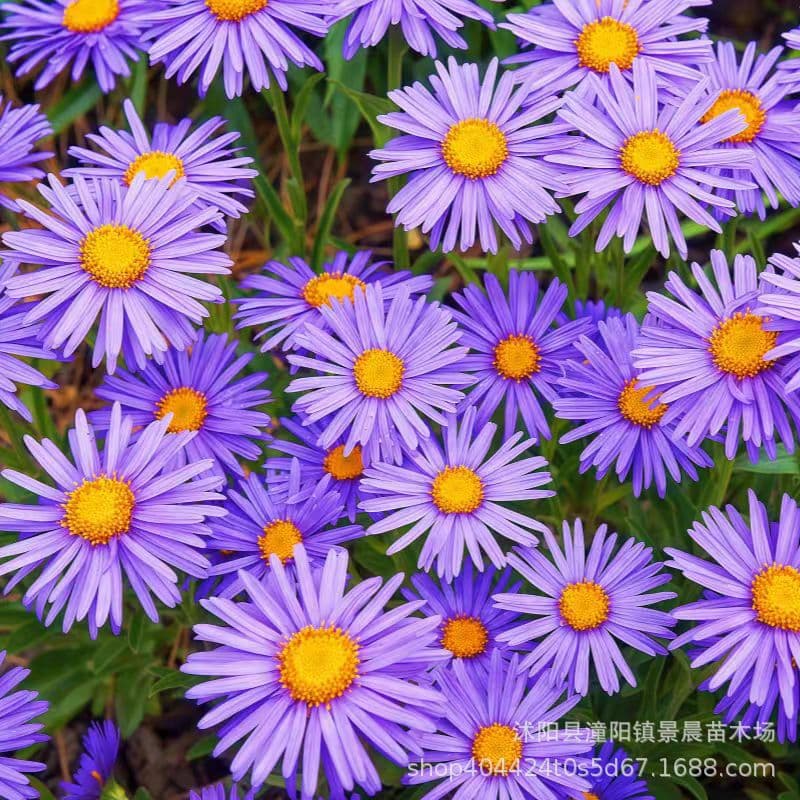 [Cross-border supply] Dutch chrysanthemum seeds, aster flower seeds, easy to sow in all seasons, flower sea landscaping flower seeds
