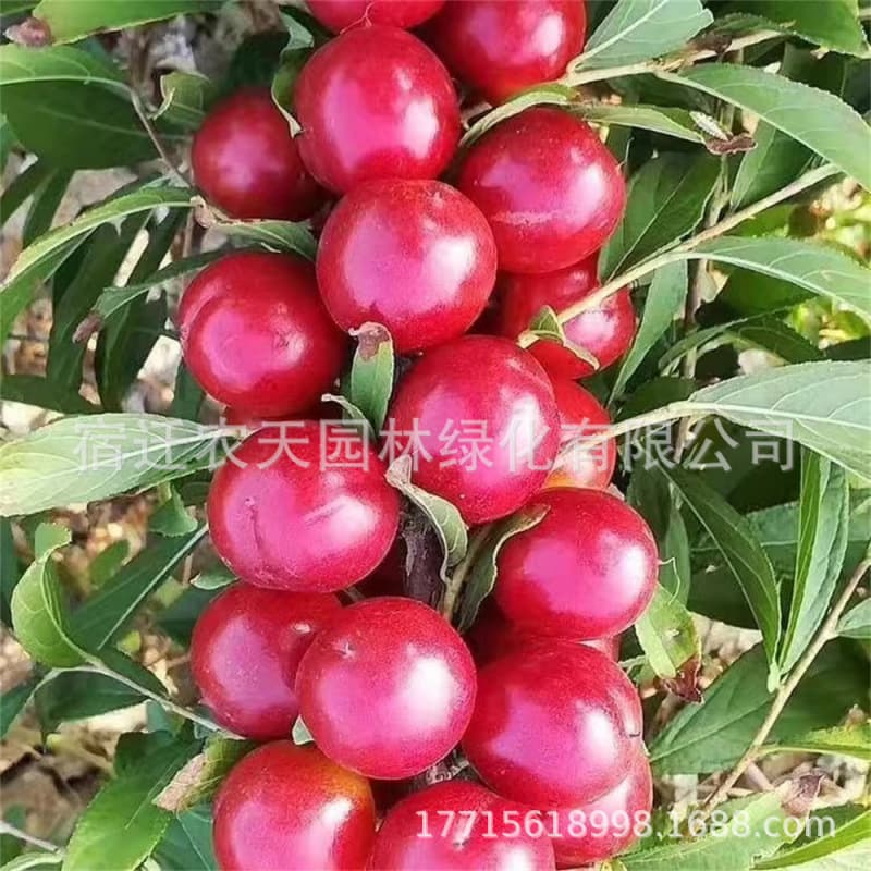 Calcium Fruit Tree Seedling, Nongda Calcium Fruit Seedling, Chinese Calcium Fruit Tree Seedling, Dwarf Cherry Tree Seedling, Potted Fruit Tree Seedling, Suitable for Planting in South and North Regions