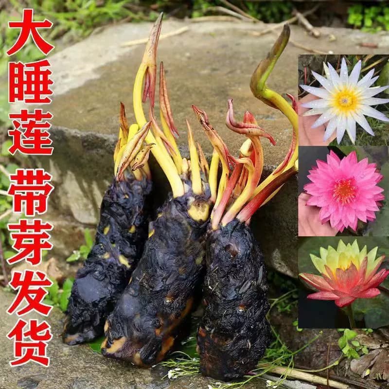 Water Lily Rhizome for Pond Hydroponics, Large Water Lily Aquatic Plant Blooms Year-Round, Multi-Color Lotus Root Water Lily Root Flower Seedling
