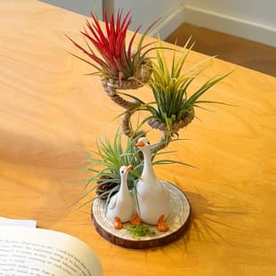 Home Aesthetics Air Plant Soilless Cultivation Green Plant Fun Creative Gift Home Office Desk Lazy Decoration
