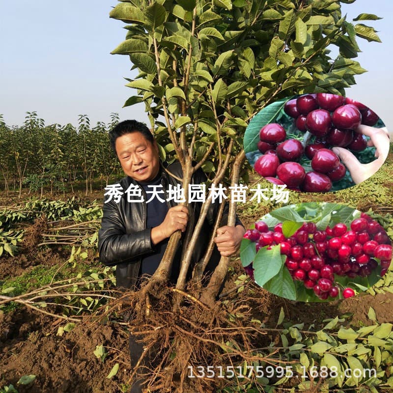 Authentic cherry tree seedlings for northern and southern planting, dwarf grafted large cherry tree seedlings, potted and ground-planted fruit tree seedlings