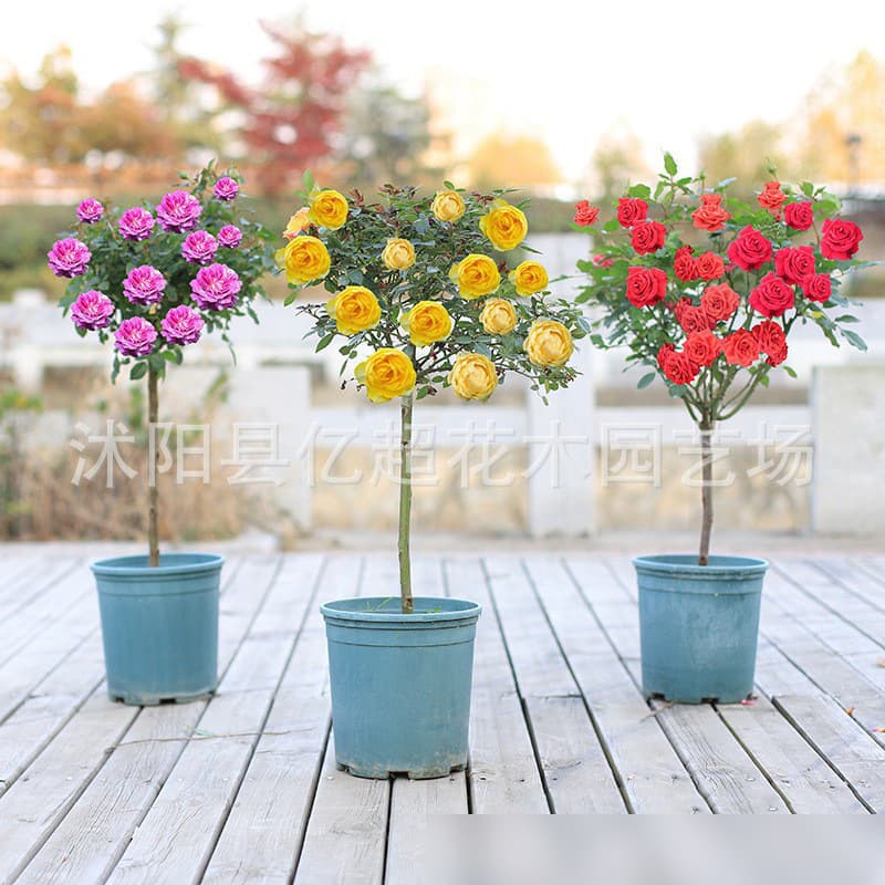 Lollipop Tree Stump Rose Plant, Extra Large Flowers, Garden Plant, Blooms in Four Seasons, Tree Rose with Flowers