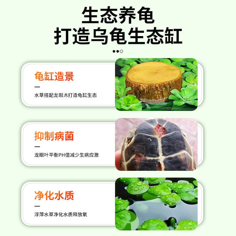 Turtle Tank Plants, Turtle Tank Landscaping, Turtle Aquatic Plants, Duckweed for Turtle Keeping, Aquatic Plants for Water Purification