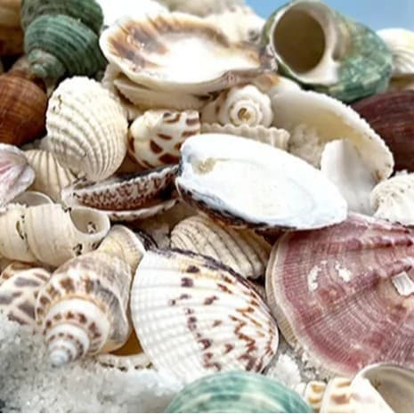 Natural Seashell Conch Shell Handmade DIY Fish Tank Landscape Shell Painting Decoration Specimen Hermit Crab Shell