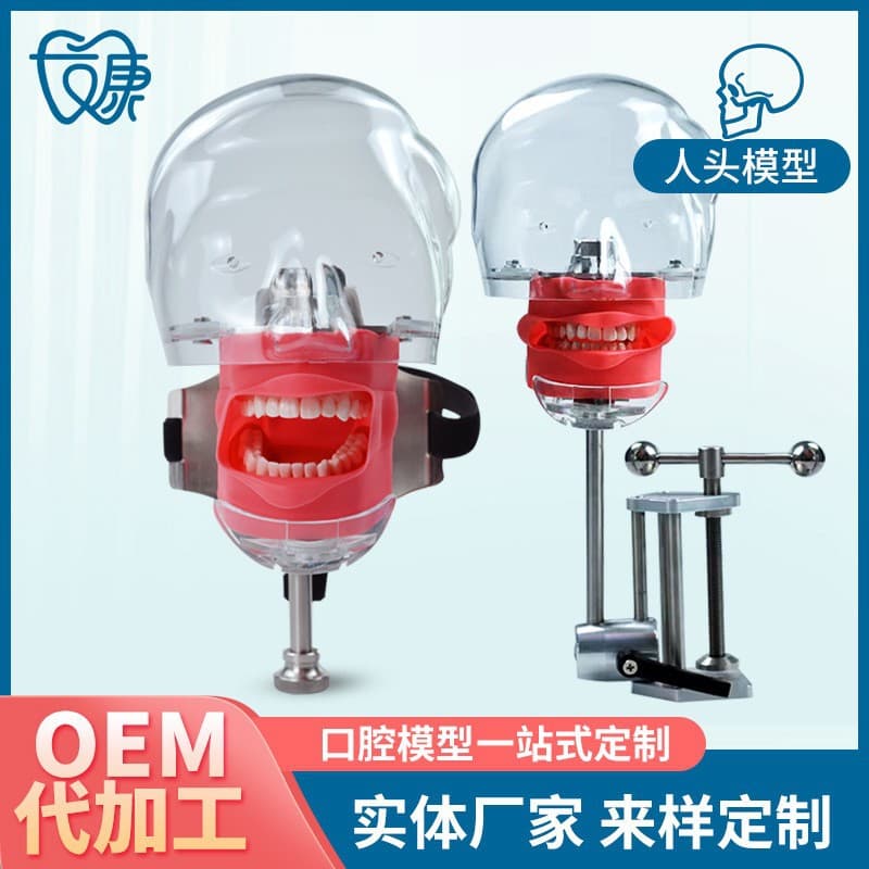 Dental Simulation Oral Head Model with Removable Resin Teeth for Practice Teaching Model