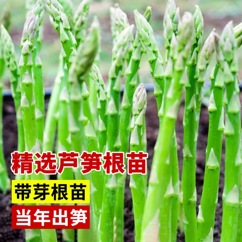 Freshly Dug Asparagus Root Seedlings, Four-Season Planting Vegetable Seedlings, Edible Garden Seedlings, Potted Asparagus Seeds