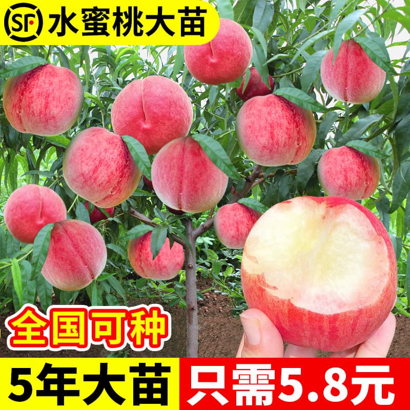Yangshan Honey Peach Tree Seedlings Grafted Yellow Peach Tree Saplings, Bear Fruit the Same Year, Suitable for Southern and Northern Planting, Peach Tree Fruit Seedlings
