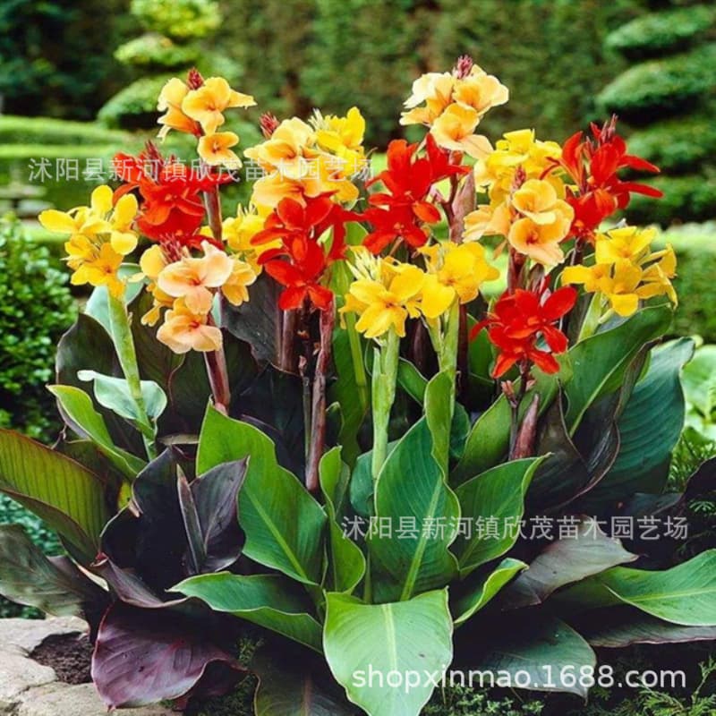 Canna bulbs, large-flowered canna bulbs, rootstocks, canna seedlings, garden and indoor green plants, bulbs that are easy to grow.