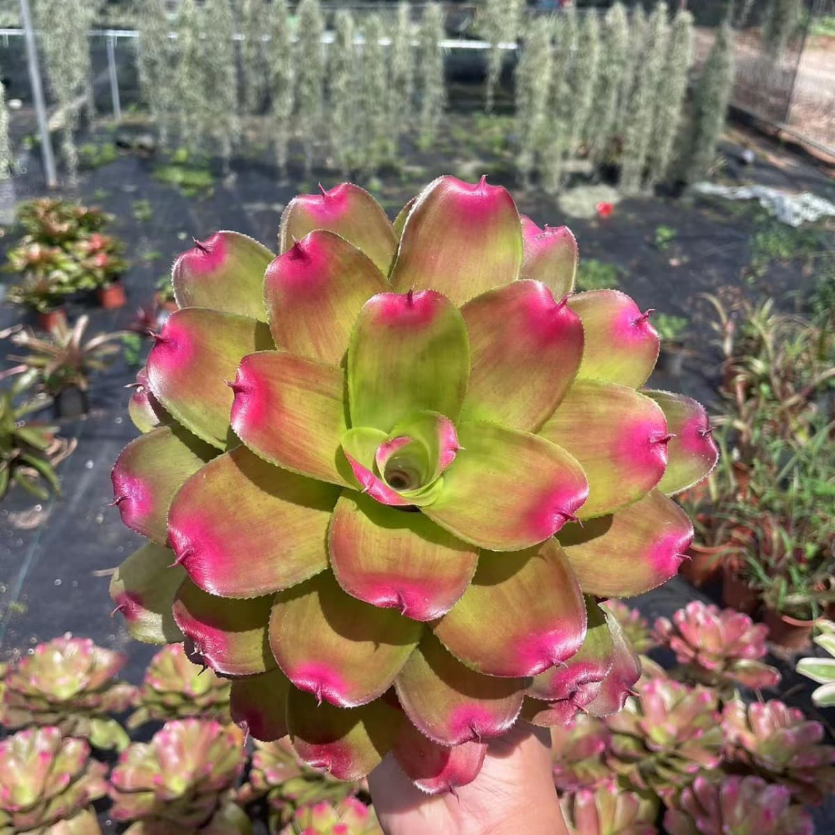 Bromeliad Neoregelia Cryptanthus Terrarium Rainforest Terrarium Reptile Landscaping Colorful Potted Ecological Landscape Micro Plant