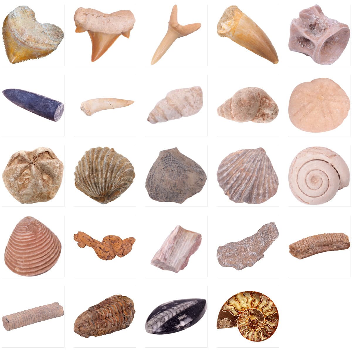 Fossil specimens: mosasaurus teeth, shark teeth, ammonites, trilobites, sand tiger shark raw stones, natural teeth, natural fossils.