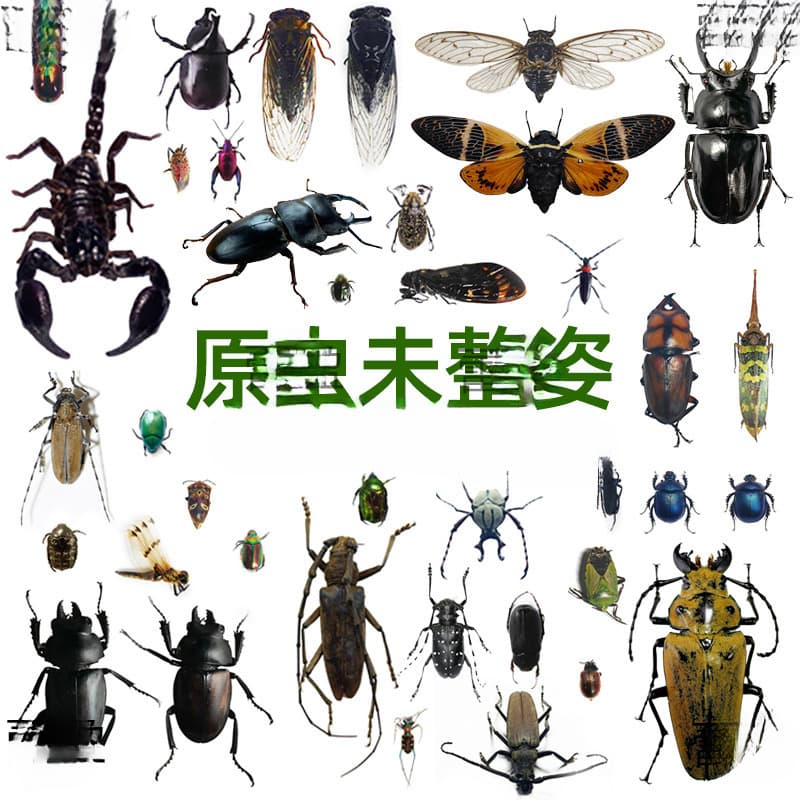 True insects, beetles, butterflies, scarabs, beetles, beetles, beetles, unshaped protozoa specimens DIY