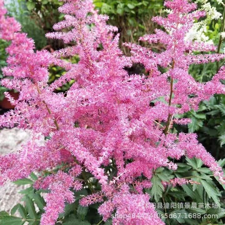 Wholesale Supply: Astilbe Seeds, Gardening Seeds, Ornamental Flowers for Flower Fields, High Germination Rate, Competitive Prices