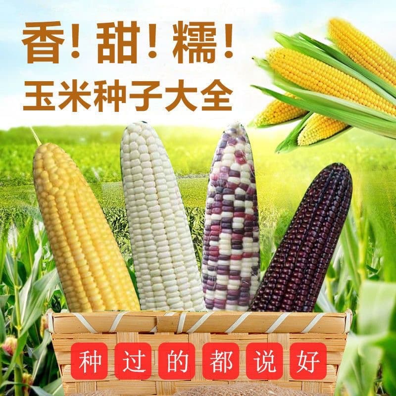High-yield fresh-eating sweet corn seeds, sweet waxy black and colorful corn seeds for field planting, sticky corn seeds