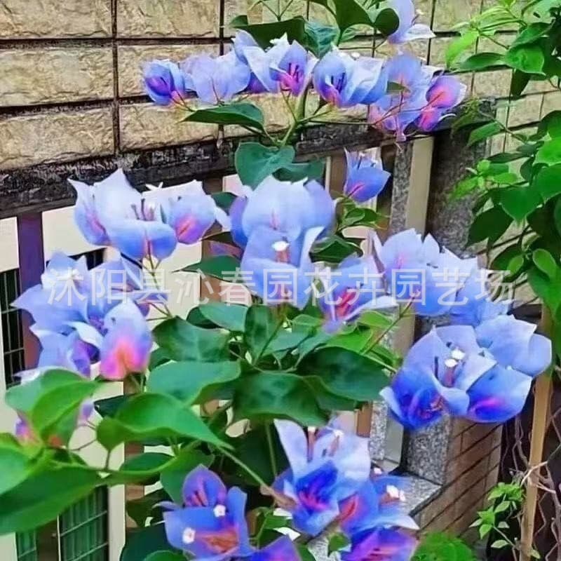 Cross-Border Supply: Bougainvillea Seeds, Climbing Double-Petal Bougainvillea Seeds, Four-Season Blooming Red Bougainvillea Seeds