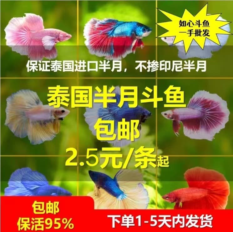 Thai fighting fish live fish, fighting fish wholesale, ornamental fish, half-moon big-eared general lion king horse candy half-moon fighting fish stall