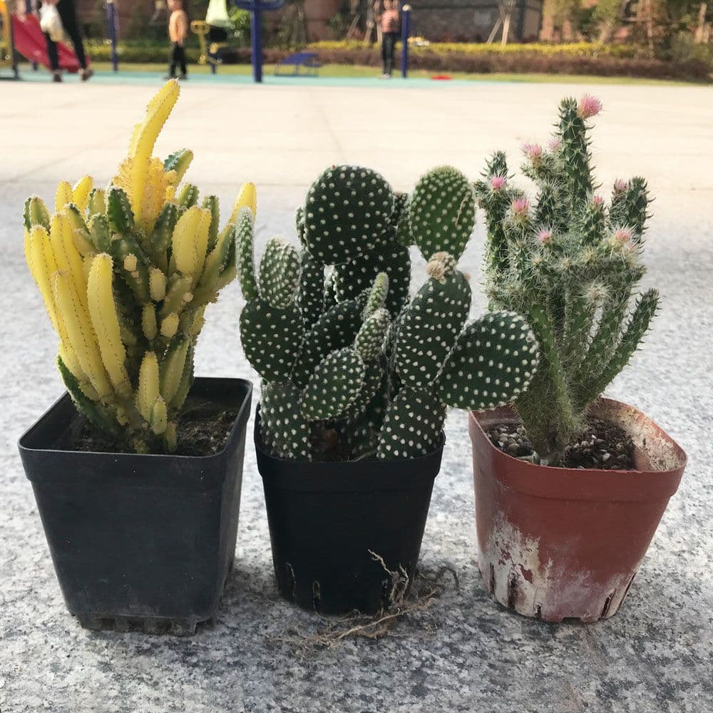 Succulent Wanzhongshan Brocade Potted Aloe Cactus Cactus Combination Office Desktop Radiation-Proof Green Plant