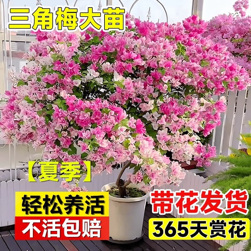 Bougainvillea potted plants with flowers and green plants, red and green cherry blossoms, floating branches, four-season flowering seedlings, living room, indoor balcony green plants