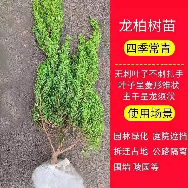 Tower Cypress Seedlings, Pine Seedlings, Cypress Seedlings, Oriental Arborvitae Seedlings, Dragon Cypress Seedlings, Pine Cypress Seedlings, Evergreen Greening Nursery Stock