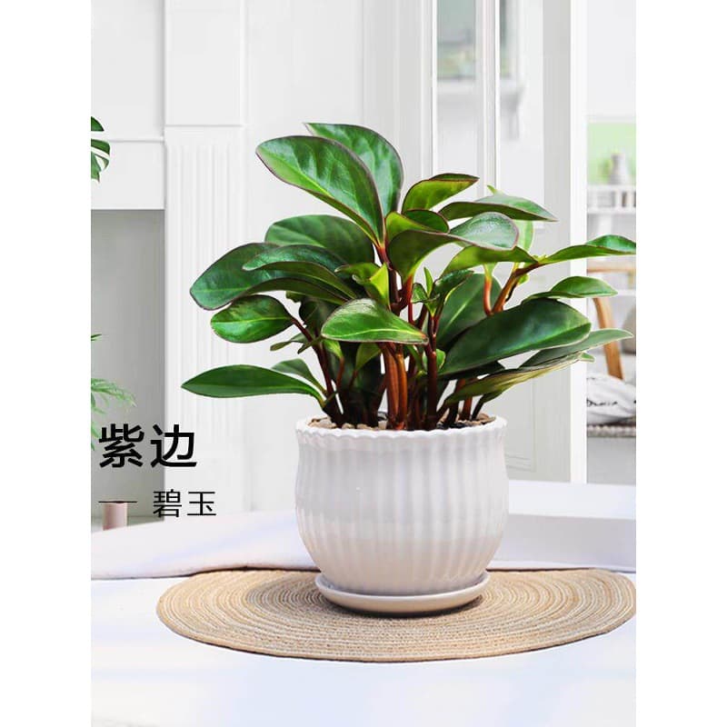 Purple-Edged Jade Plant, Computer Plant, Indoor Evergreen Potted Plant, Office Air Purifying Small Green Plant