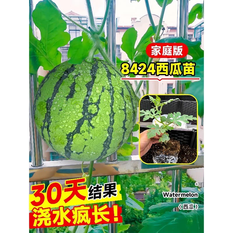 8424 Watermelon Seedlings Grafted Qilin Large Watermelon Potted Seeds Fruit Vegetable Seedlings Southern Seedless Watermelon